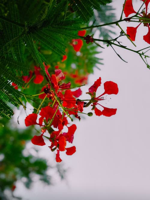 Plant Decor